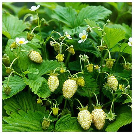 Pineapple Crush, Strawberry Seeds image number null